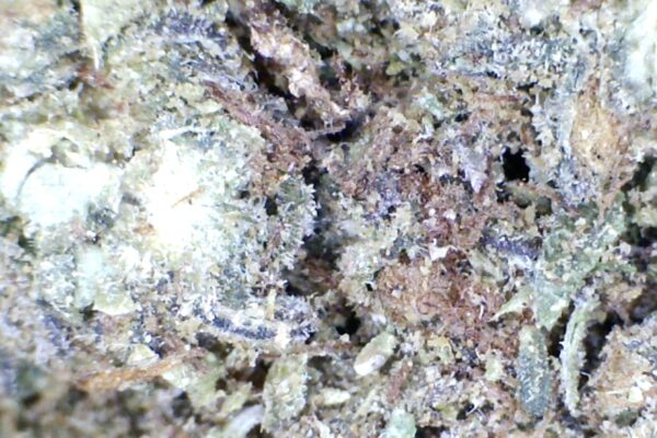 Cherry Pie by: Humboldt Farms - Image 2